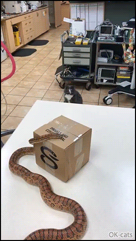 Dramatic cat is stunned as he sees a big snake for the first time at vet! •  Cat GIF Website