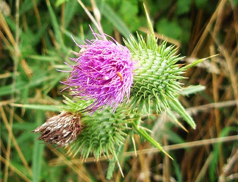 Cardo borriquero (Cirsium vulgare)