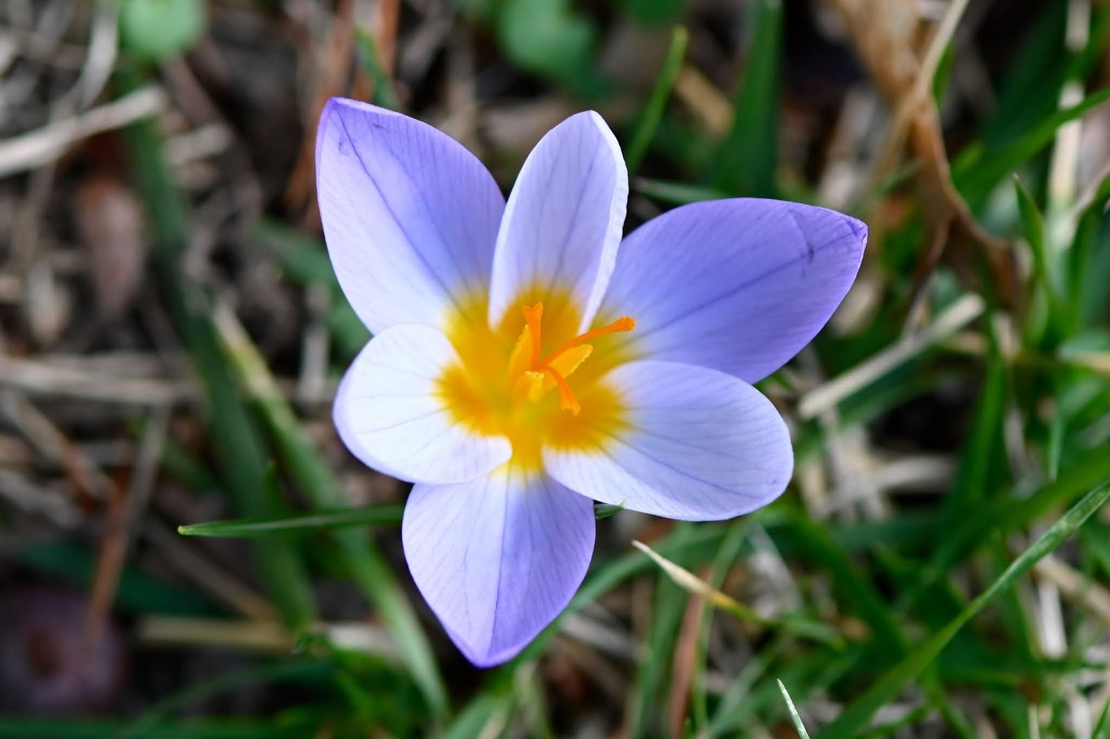Urban Wildlife Guide More Winter Flowers