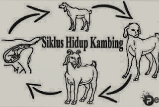 Penjelasan & Gambar Jenis Siklus Daur Hidup Kambing