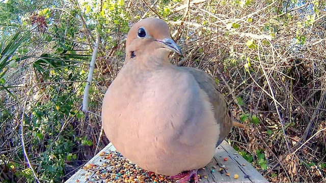  Mourning Dove Close Up
