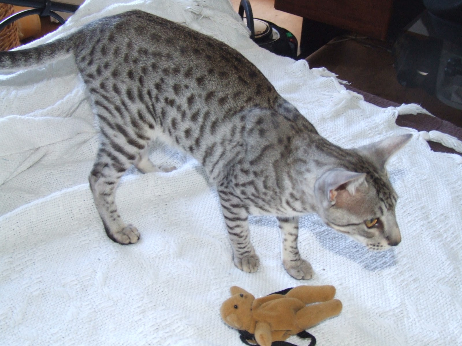 Griffe d'Enigme Enigma Claw Cattery CHATS ADULTES DISPONIBLES