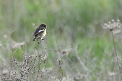 Bitxac comú (Saxicola rubicola)