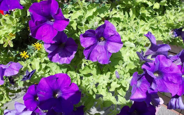 Mooie achtergrond met paarse bloemen in de zomer