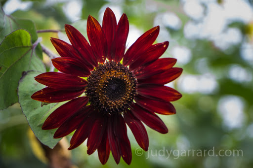 Dark red sunflower