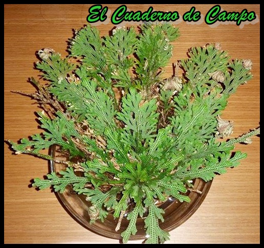 El Cuaderno de Campo: Rosa de Jericó, Selaginella lepidophylla. Historia,  procedencia y cuidados
