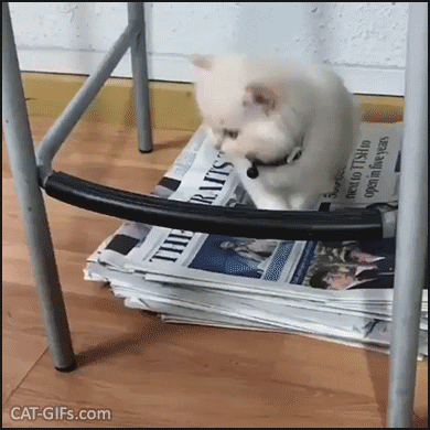 Funny Kitten GIF • Cute Kitty tries to do pull ups on chair but fails, haha poor baby Funny Kitten GIF • Cute Kitty tries to do pull ups on chair but fails, haha poor baby