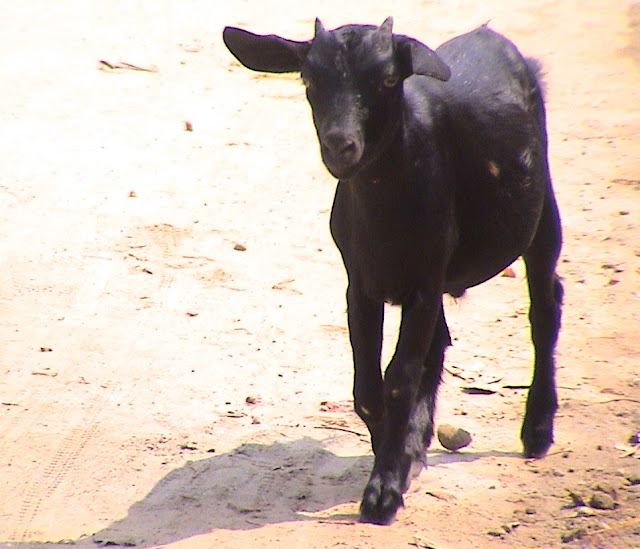 Most Popular Indigenous Breeds of Goats in India