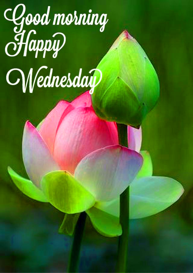 Good Morning Happy Wednesday Images Share Your Day Wishes
