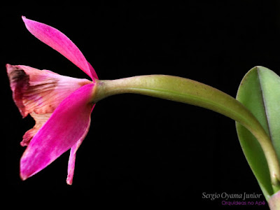 Flor de orquídea polinizada