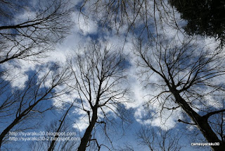 木々と冬空 木々と冬空の写真