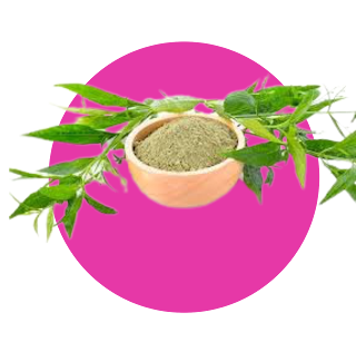 Gambar : Sambiloto - Tanaman Bahan Generos Gold Gambar : Sambiloto - Tanaman Bahan Generos Gold