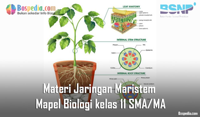 Materi Jaringan Maristem Mapel Biologi kelas 11 SMA/MA