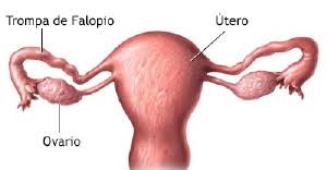 ovario y estrogeno