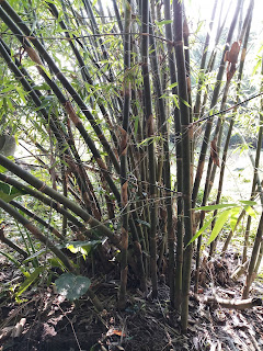 Bamboo Bamboo