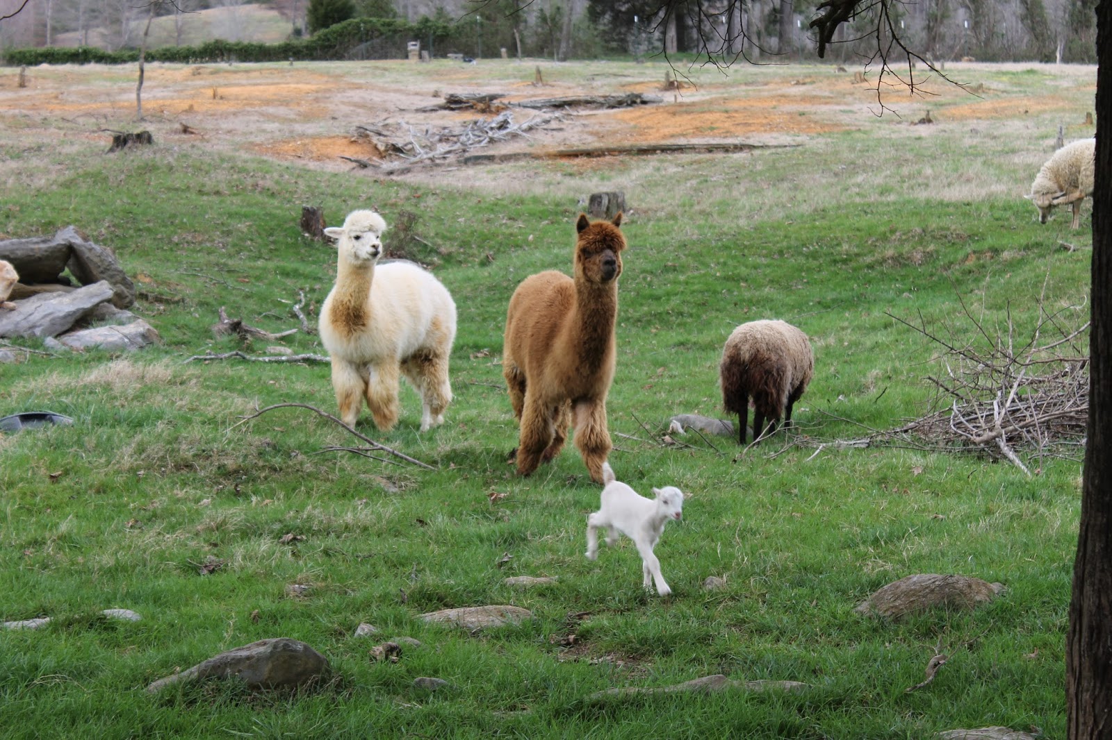 Outback Farm Alpacas, sheep and goats.
