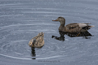 Naturfotografie Wildlifefotografie Tierfotografie Lippeaue