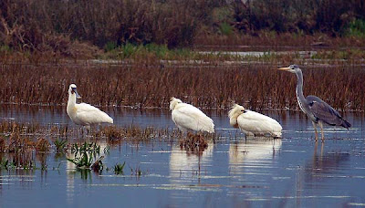 Espátulas junto a una garza