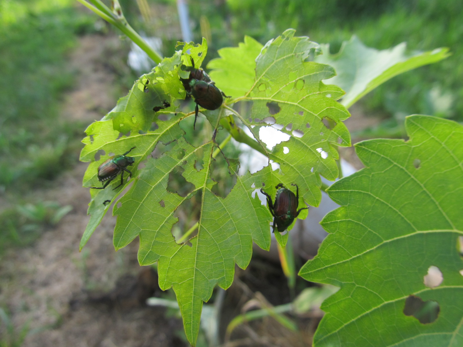 Eaton Rapids Joe Decoy crops for Japanese Beetles