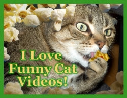 funny cat videos for kids |Daily Pictures