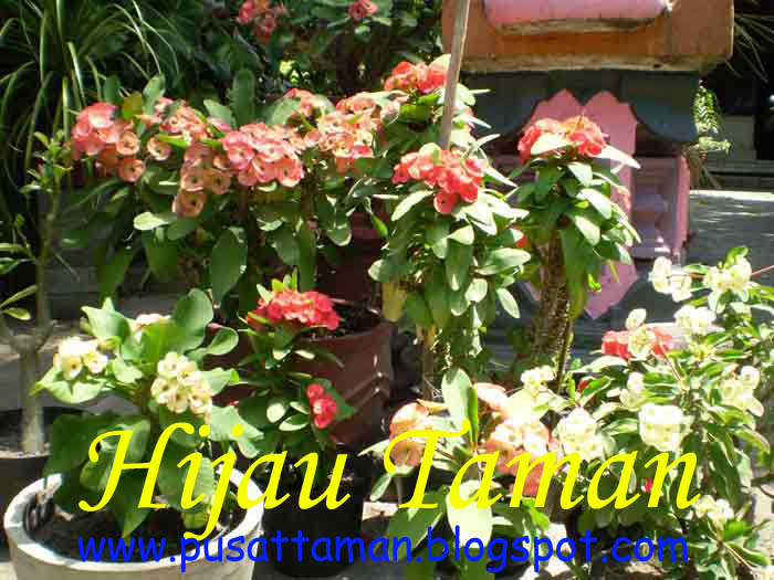 Jual Pohon Euphorbia | Tanaman Hias | Hijau Taman | TUKANG TAMAN