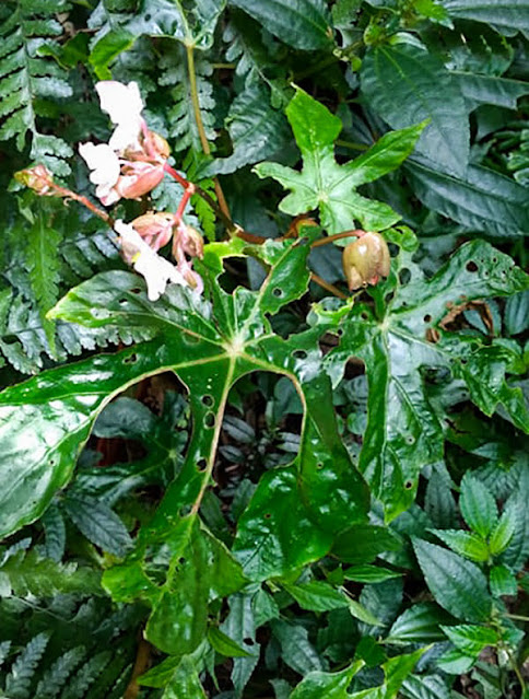 Begonia langbianensis Baker f.,