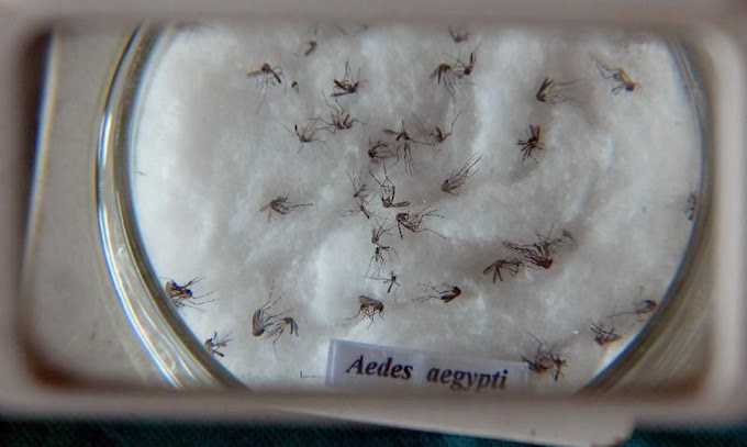 Ministério da Saúde lança campanha de combate ao Aedes aegypti