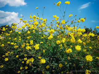 Beautiful Yellow Color Flowers Grow In The Farm Field On A Sunny Day At The Village Ringdikit North Bali Indonesia