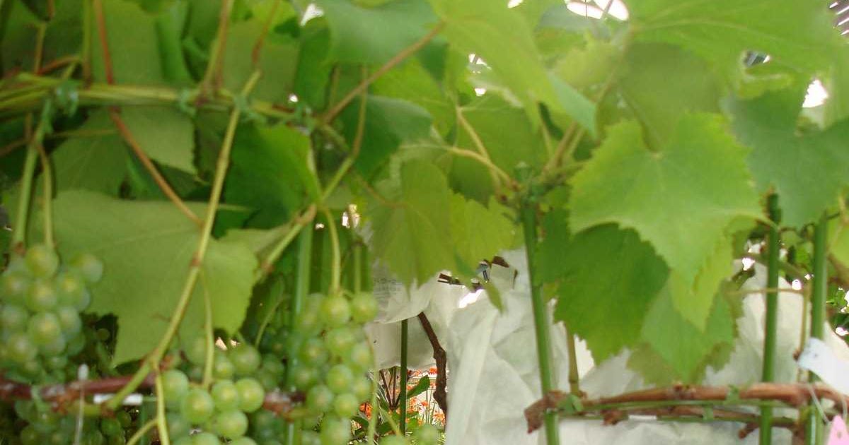  Cara  Menanam  Anggur  Kepentingan IT Dalam Pertanian