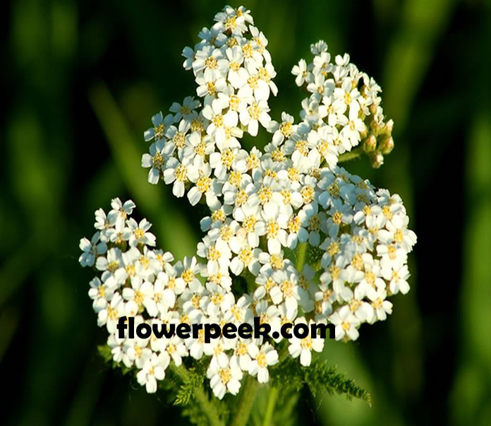 A guide on how to grow and care for Yarrow plant