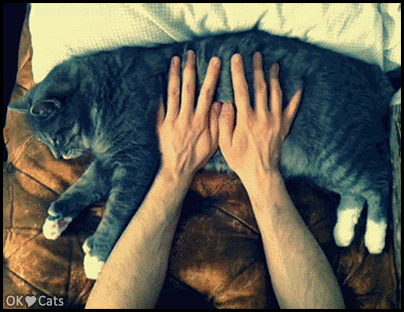 Funny Cat GIF • Crazy cat lover playing purring Keyboards on his sleepy cat [cat-gifs.com]