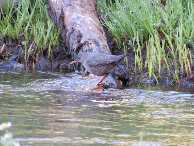 www.wingsanddaydreams.com birding photography blog