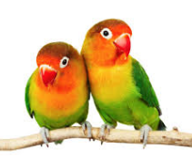Jenis Lovebird Afrika Jadi Rebutan Para Penggemar Lovebird Manca Dunia
