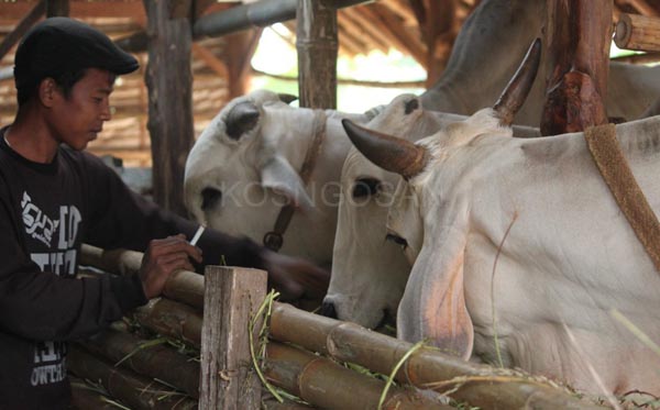 kesalahan petani peternak kesalahan petani peternak