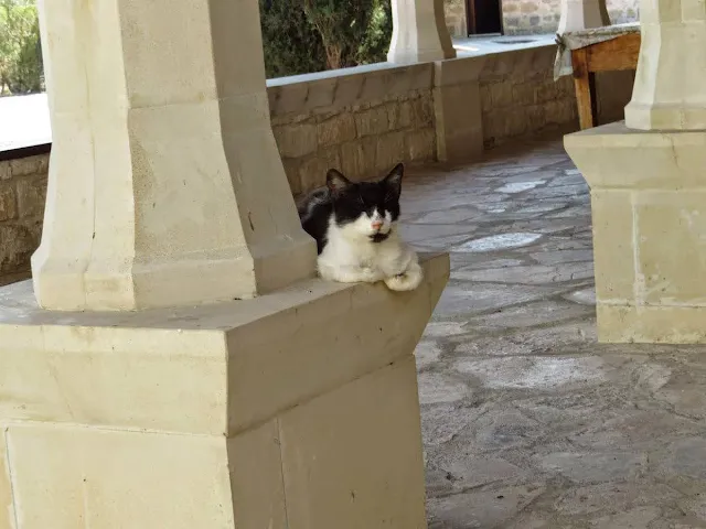 Cyprus Road Trip: Cat Napping at St. Nicholas of the Cats