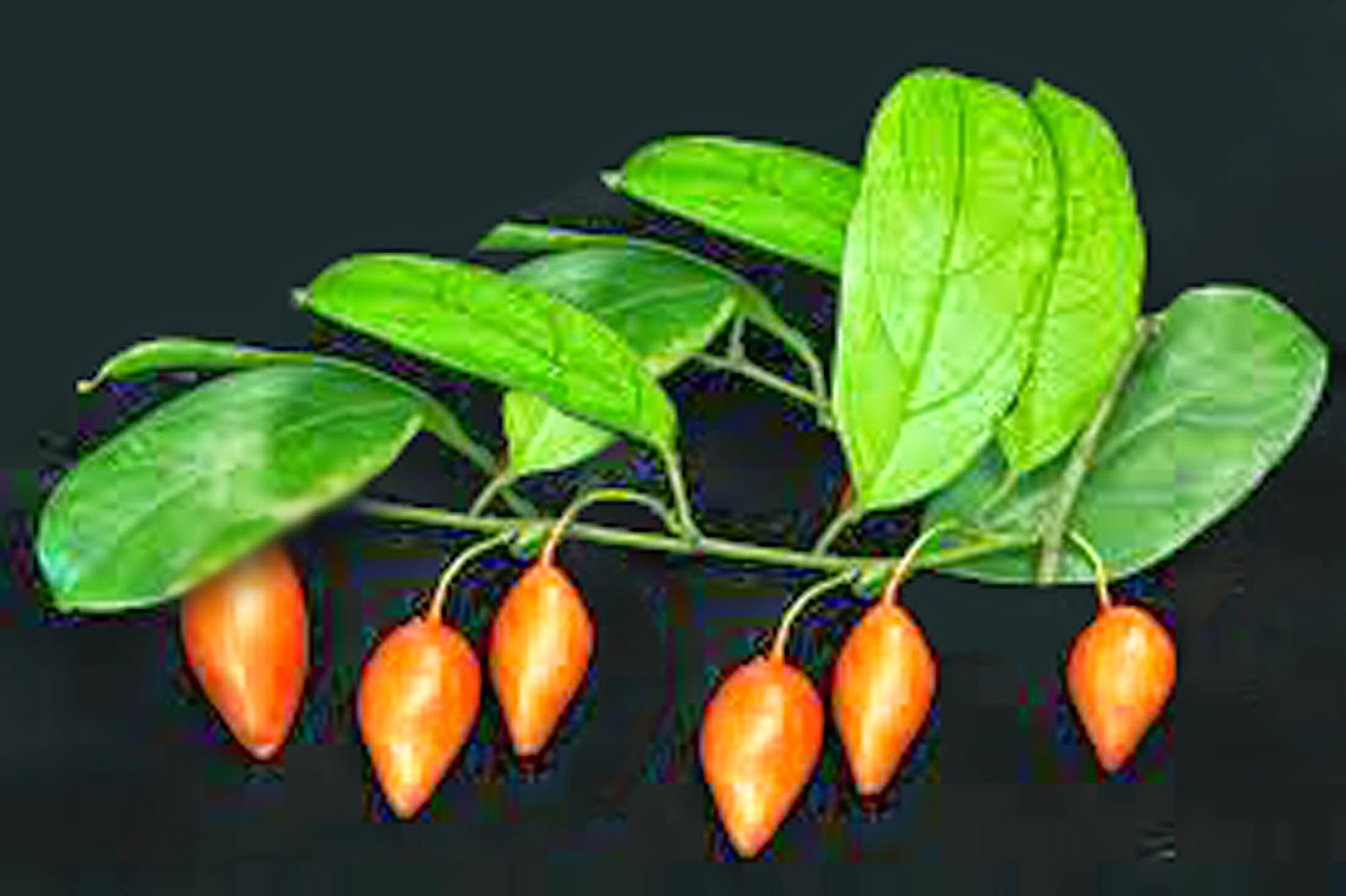 Garden Climbers and Creepers in Malaysia and Singapore Climbers and