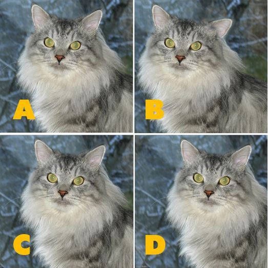 Quiz Diva Kitty Difference Answers Score 100 Myfaq