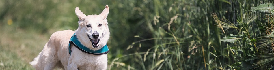 50 Inspirasi Nama Anjing Terbaik Irumira 50 Inspirasi Nama Anjing Terbaik Irumira