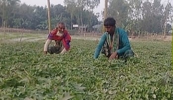  কুড়িগ্রামে চরাঞ্চলে মিষ্টি আলু চাষে লাভবান হচ্ছেন কৃষক