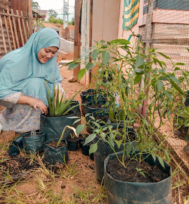 kegiatan berkebun memindahkan lidah buaya dan tanaman lain