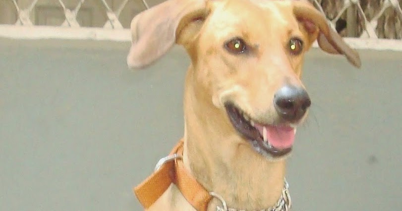 Dog writers association picture