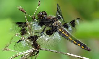Eight-spotted Skimmer, Libellula forensis