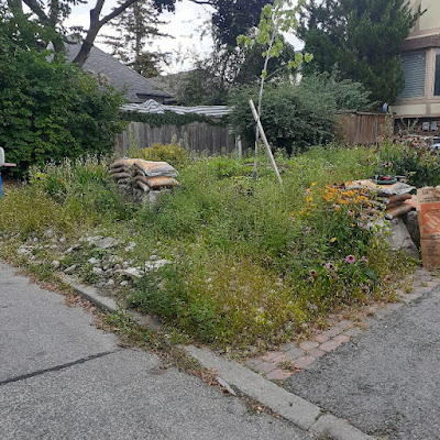 Allenby Toronto Front Yard Cleanup Before by Paul Jung Gardening Services--a Toronto Organic Gardener