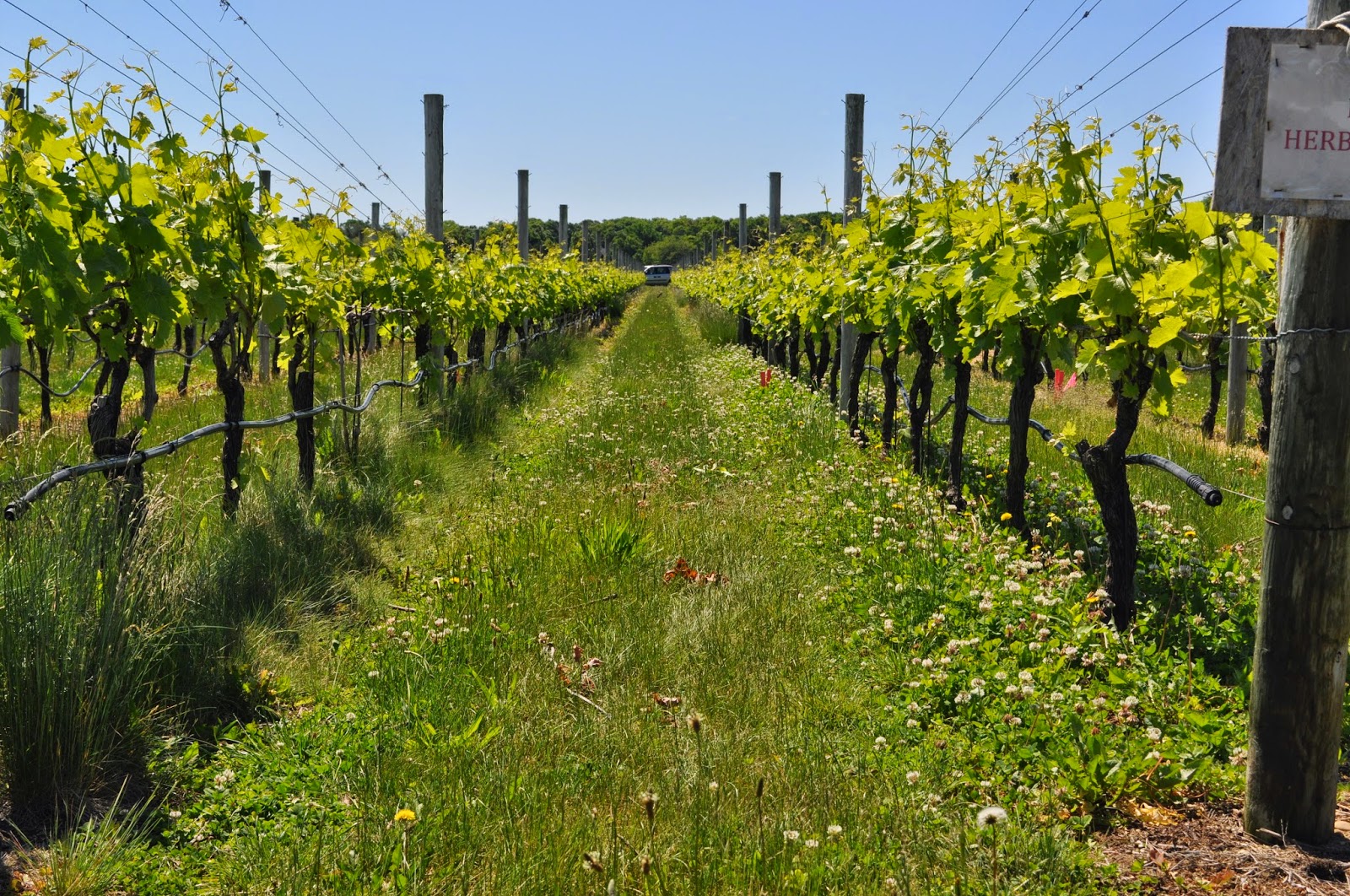 Innovative Under Trellis Management for Vineyards