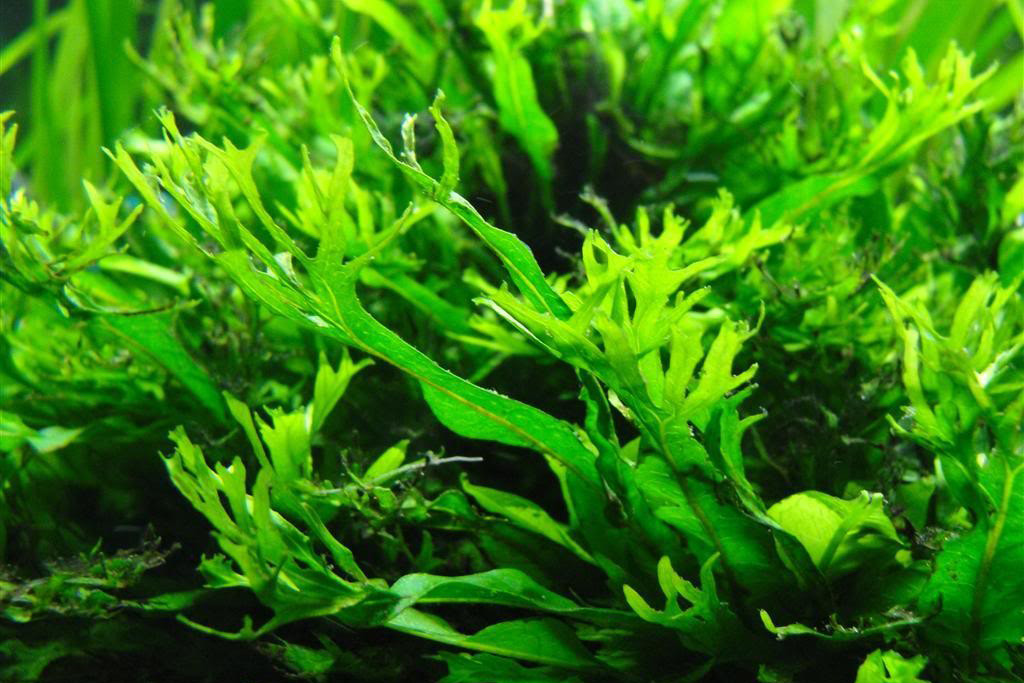 Jenis Jenis Tanaman Untuk Aquascape Penyuluh Perikanan Bojongsari