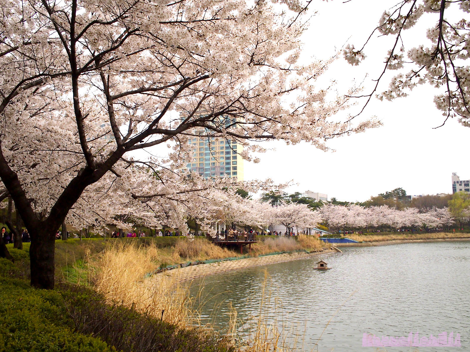 Сеул сакура