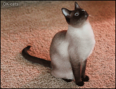 Art Cat GIF • Cinemagraph • "Gonna catch that fuck*ng fly, sooner or later!" Art Cat GIF • Cinemagraph • "Gonna catch that fuck*ng fly, sooner or later!"