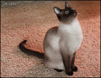 Art Cat GIF • Cinemagraph • "Gonna catch that fuck*ng fly, sooner or later!"