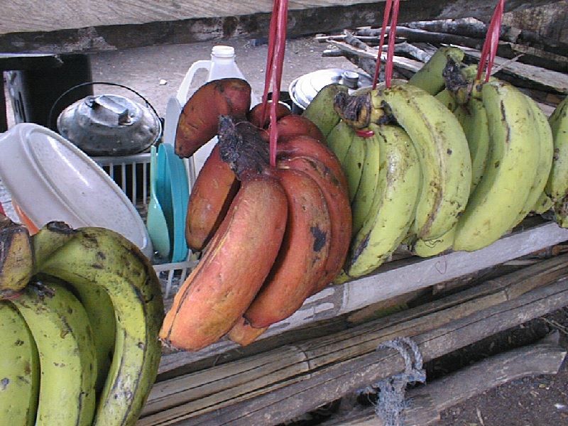 Gambar Gambar Pisang Yang Berwarna Ungu - Jenis Pisang Dan Manfaatnya