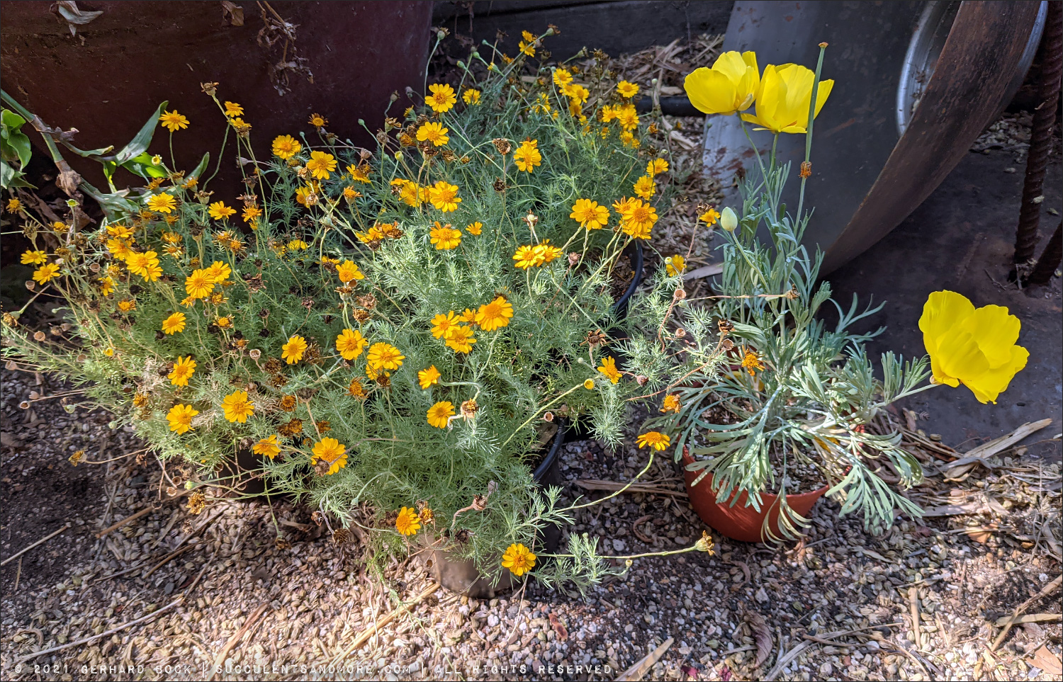 Plant haul from my August 2021 trip to Southern California